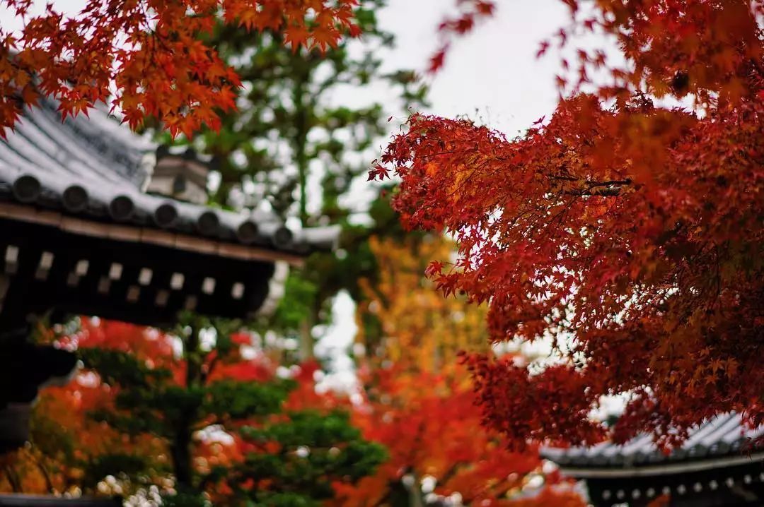 做个‘追枫少女’领略红叶之美！