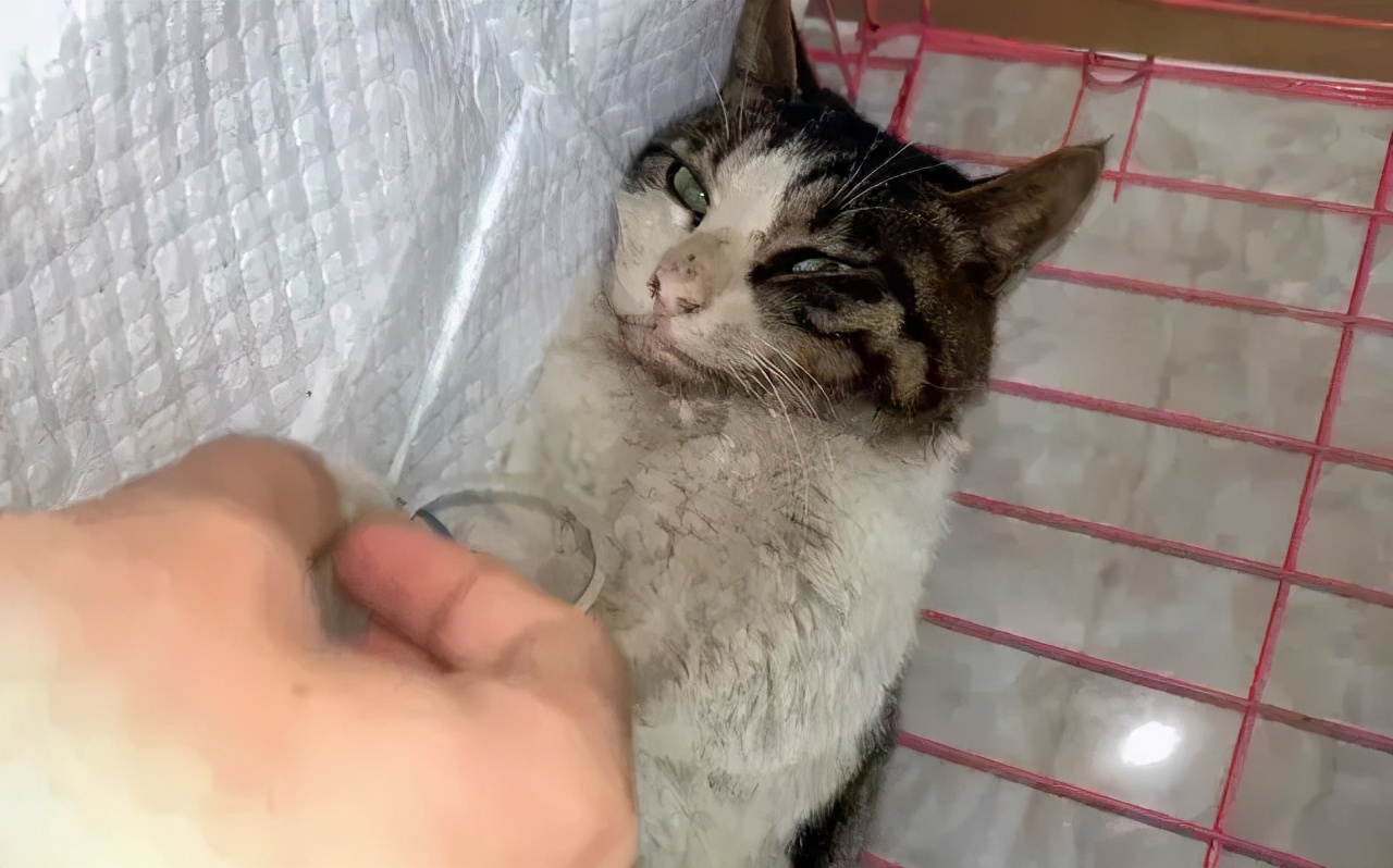 狸花猫被撞了,狸花猫受重伤