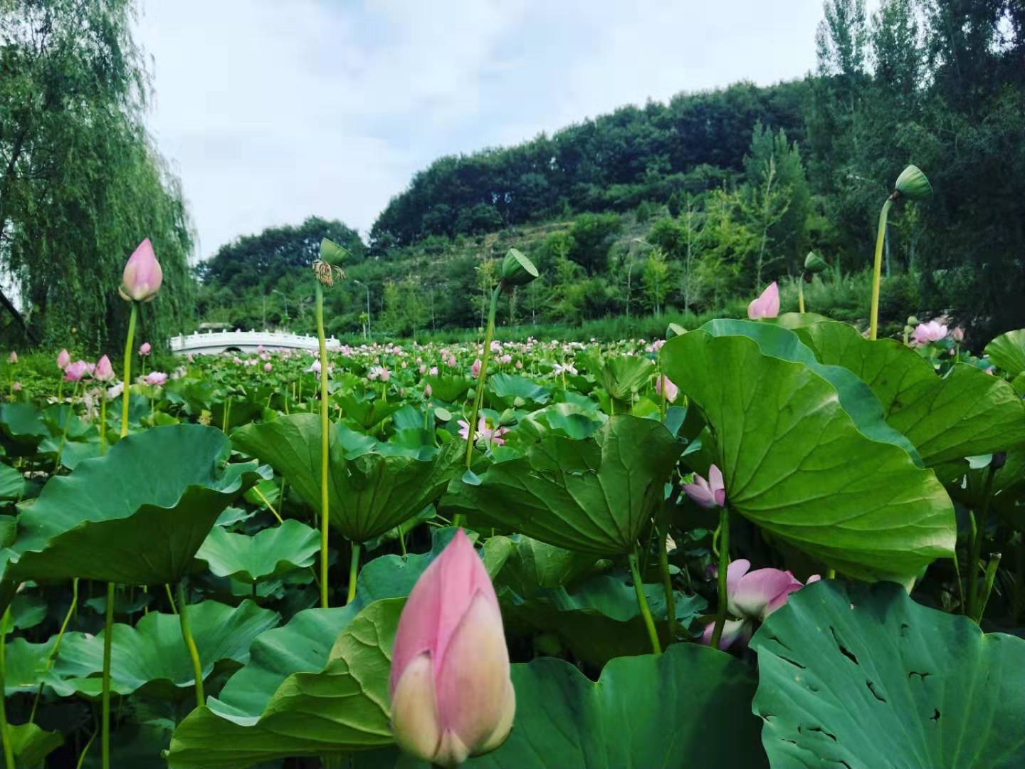 平谷湖洞水自然风景区自驾路线,2022年4月平谷最美自驾路线