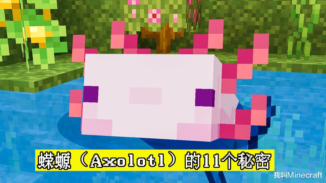 我的世界1.17蝾螈在哪里生成,我的世界1.17蝾螈生活在什么地方