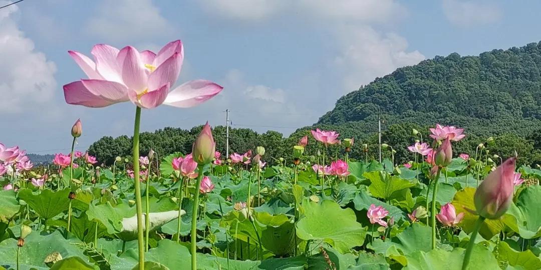 九江旅游必去十大免费景点,九江旅游必去的八大景点