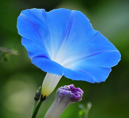 閲戞槦閽㈢瑪236,閲戞槦閽㈢瑪澧ㄥ泭