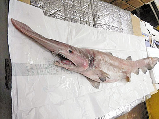 鲨鱼的种类及名称视频,鲨鱼的种类和生活习性