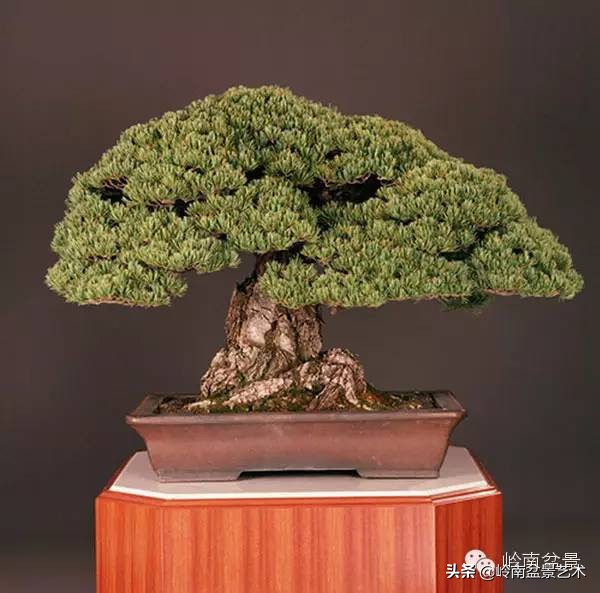 庭院树石盆景 (日式石头盆景布局)