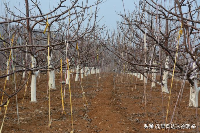 大樱桃枝叶过密怎么处理,大樱桃整形修剪中存在的问题