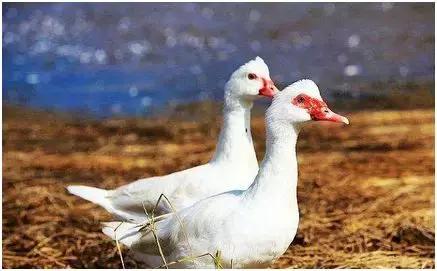 农田冷门养殖致富项目有哪些,赚钱新项目养殖