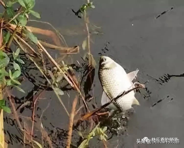 野钓小钩遇到大鱼怎么办,野钓挂钩怎么处理