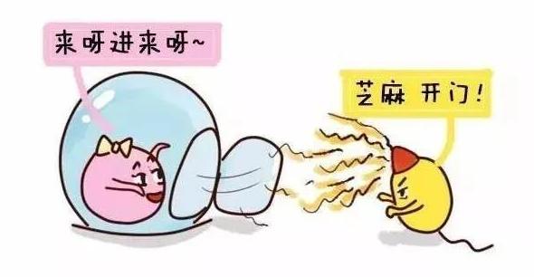 精子跟卵子的相遇过程,精子与卵子的相遇过程