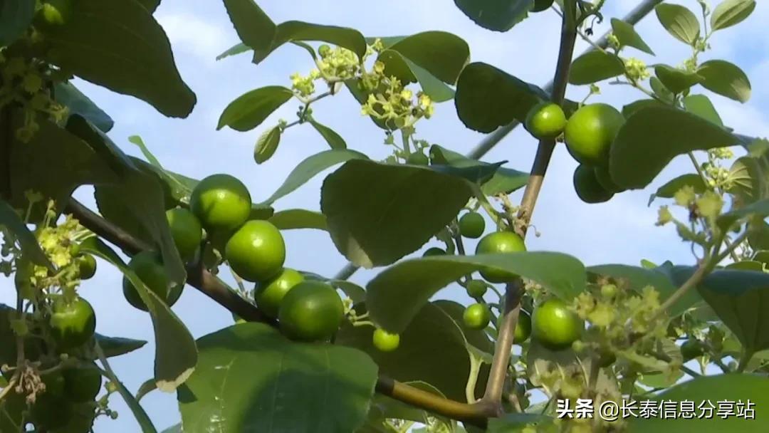 质量兴农绿色兴农工作成效,质量兴农绿色兴农的战略目标