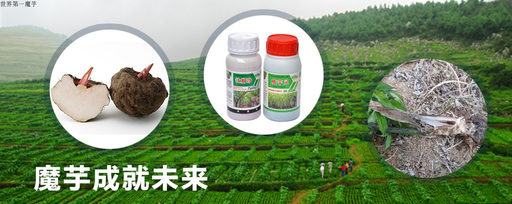 种植魔芋高产的方法,种植魔芋如何高产