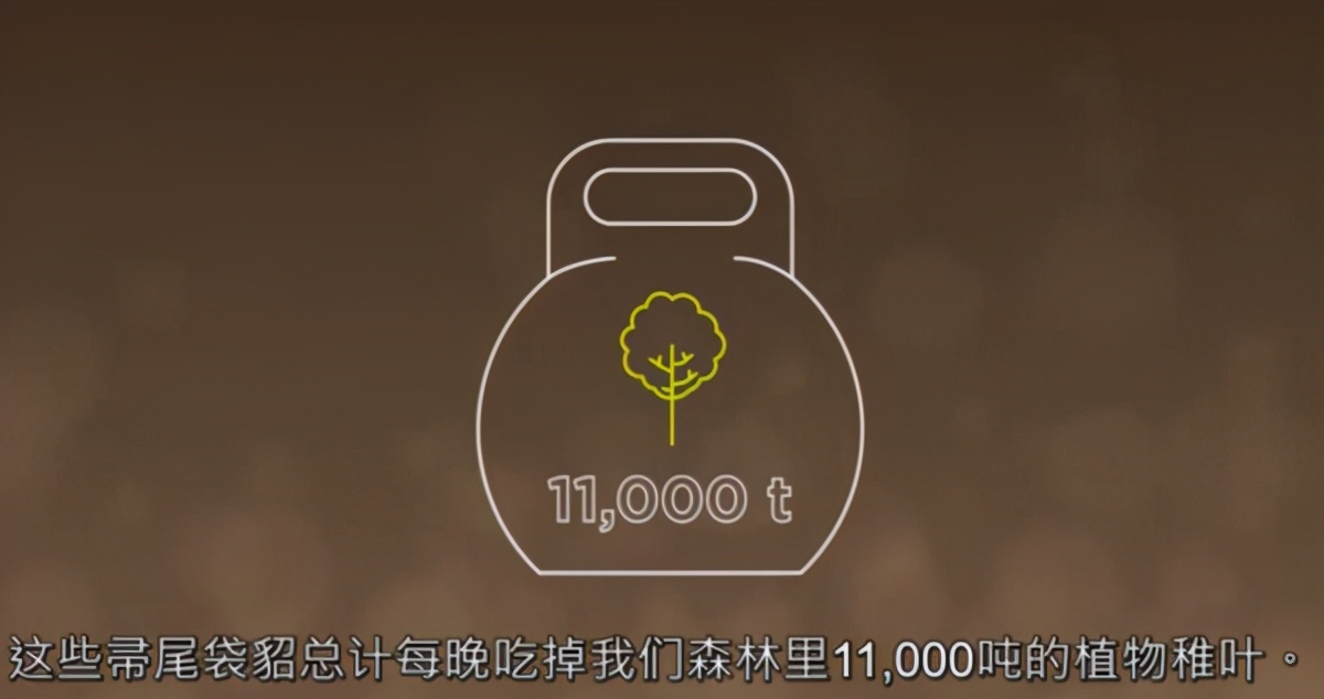 新西兰伯丽奴Perino高品质纱线溯源探索