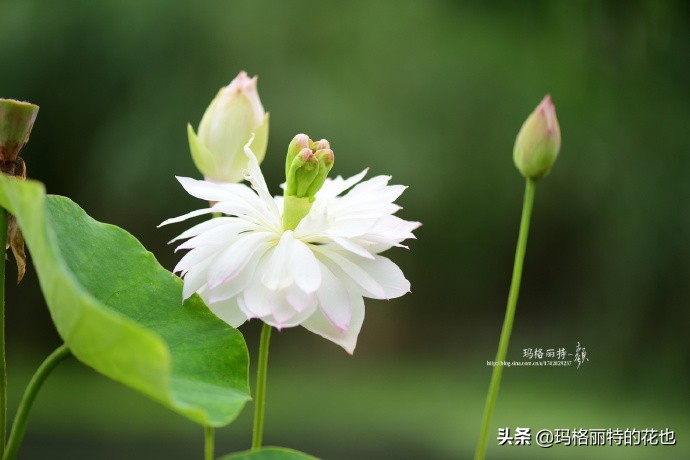 种碗莲要注意的几点,碗莲需要重复种植吗