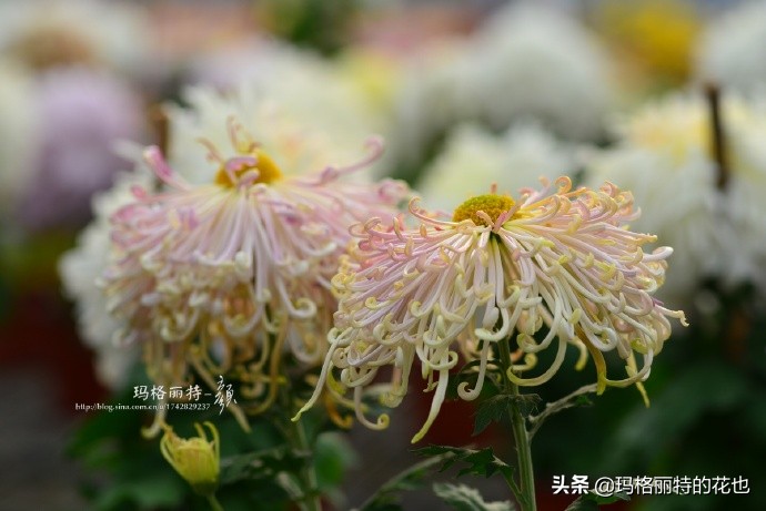 历史悠久的十大名花（海量美图），你选哪个做国花？