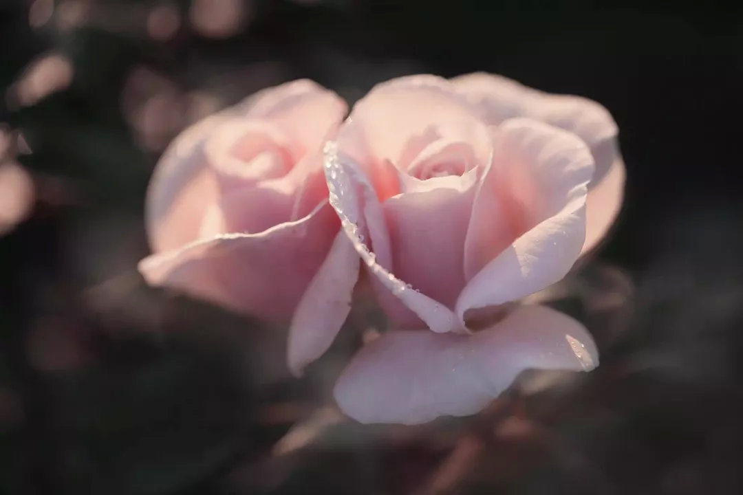 大牌为什么都爱蜜蜂？看完这篇让你买的明白