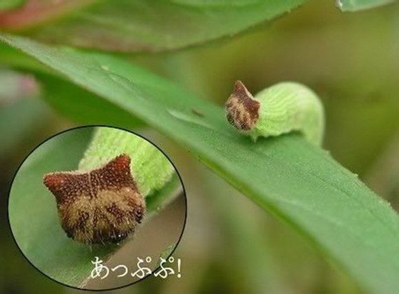 盘点长相怪异的十大虫子。