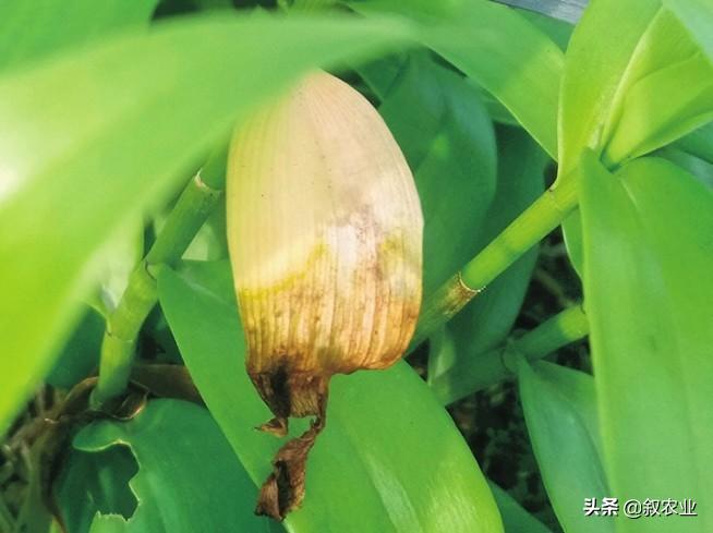 石斛根腐病是什么病害,兜唇石斛是啥意思