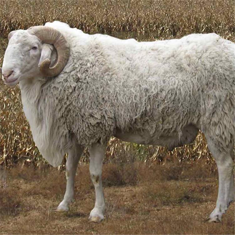 儒家讲究以直报怨,儒家学说关于以德报怨