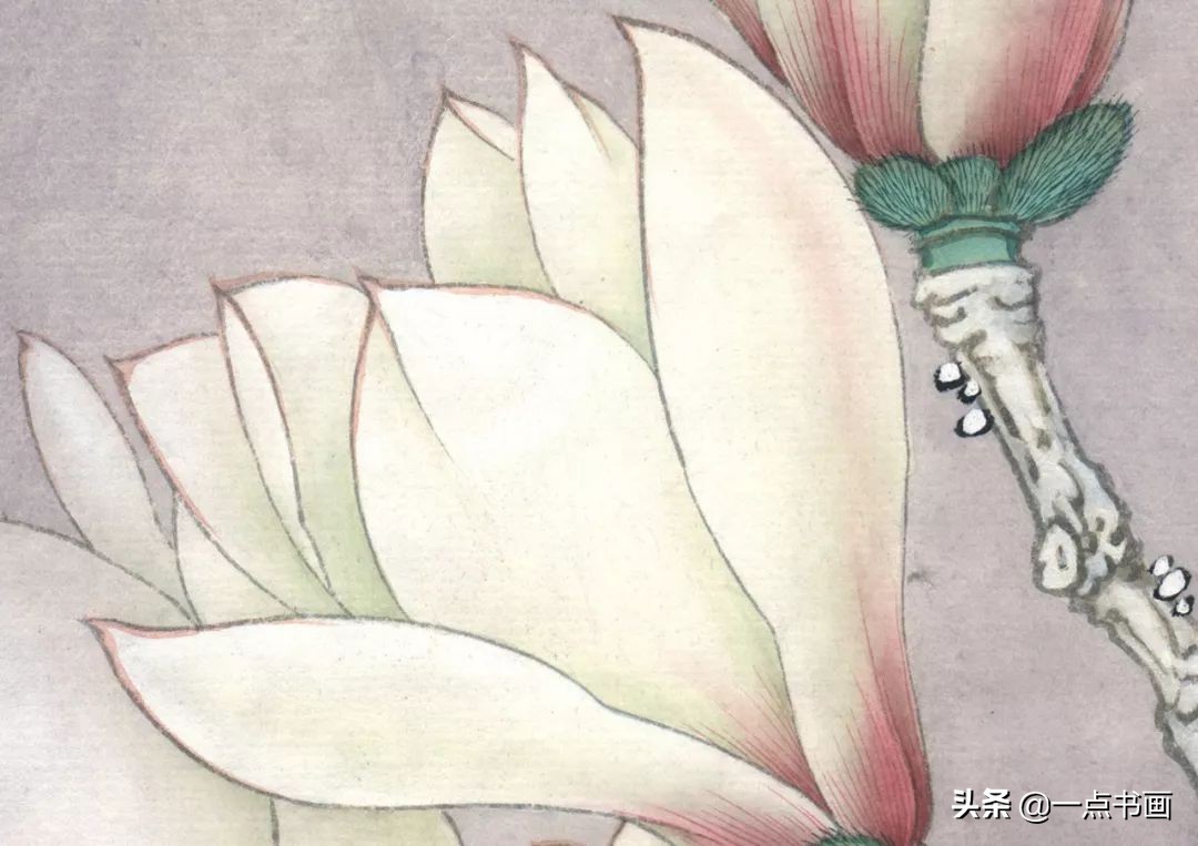 玉兰蝴蝶工笔绘制示范,玉兰蝴蝶工笔画上色步骤