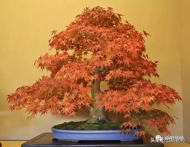 天生好养的36种盆景植物,什么植物盆景适合屋内养