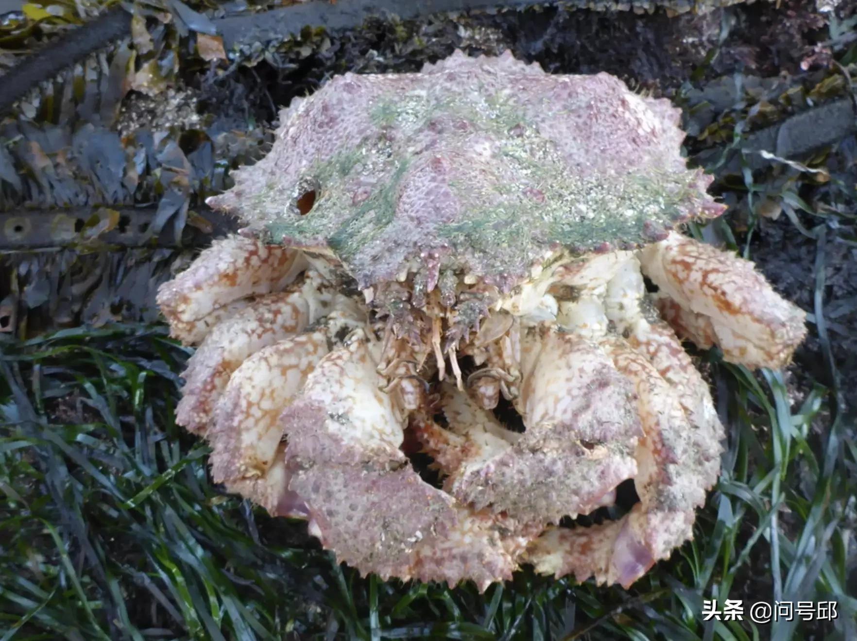 100只很奇怪的螃蟹,很多奇怪螃蟹