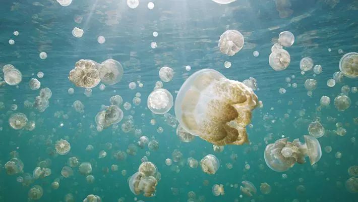 记录中国各种珍稀动物的纪录片,20分钟大自然动物世界纪录片