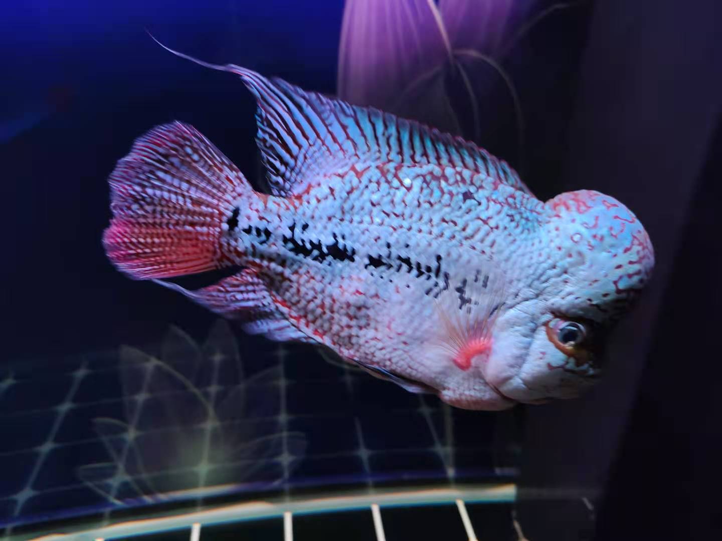 多财多福鱼缸漏水用什么修补,鱼缸漏水最佳修补方法