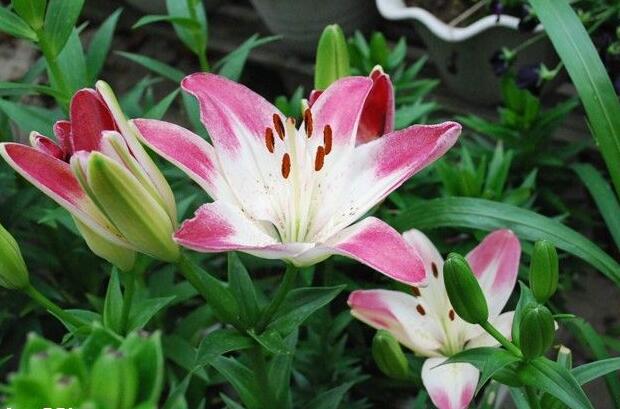 百合花花谢后可以挖出来移栽吗,百合花花谢了还会二次开花吗