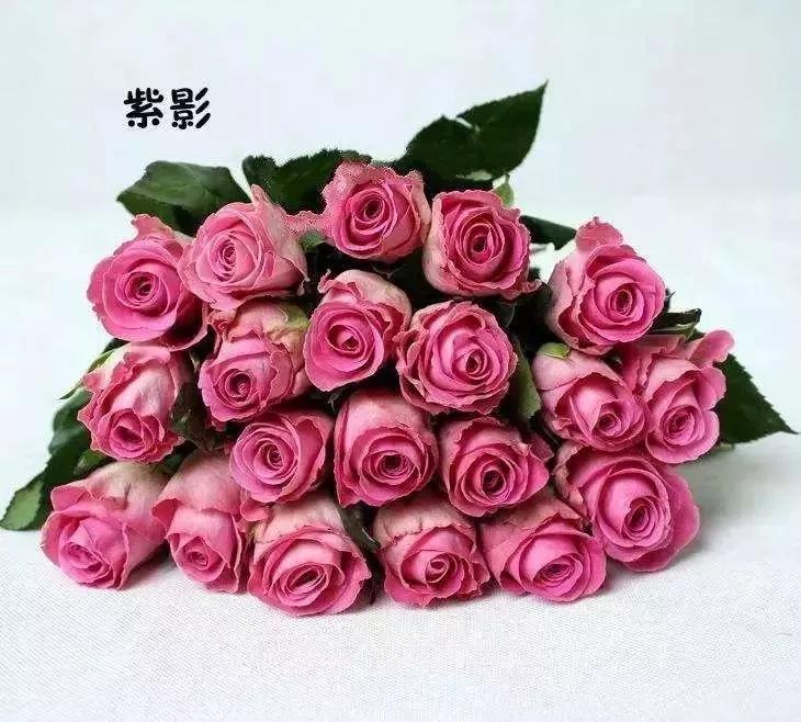 玫瑰花有哪些品种,玫瑰花有哪些品种大全