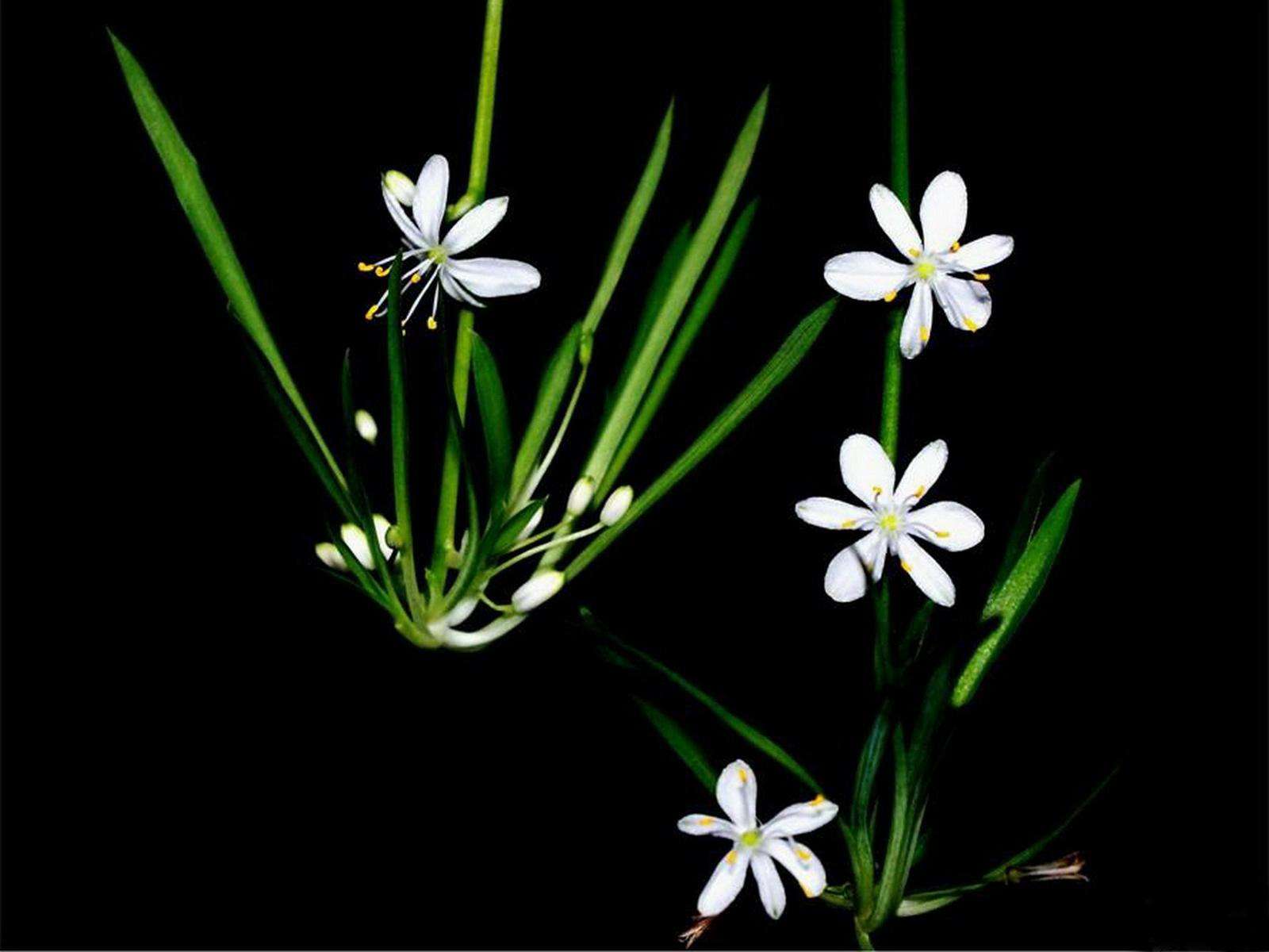 家里放什么花卉去甲醛比较好,客厅养什么绿植最好去甲醛