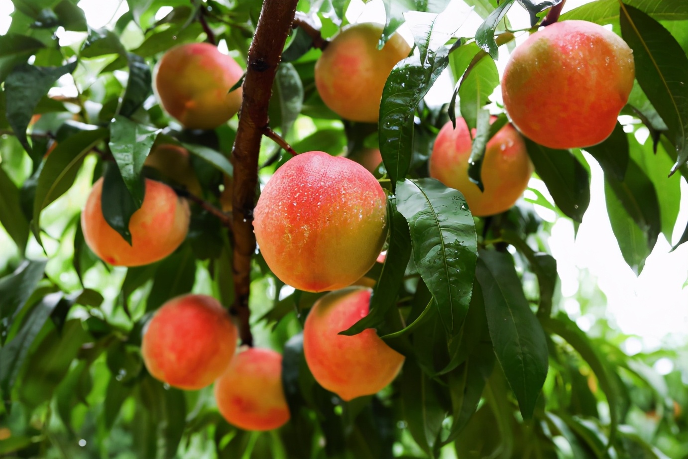 叮！你有一份夏季吃桃指南请查收