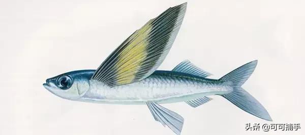 你不知道的海洋里面有什么,十种你没见过的海洋生物