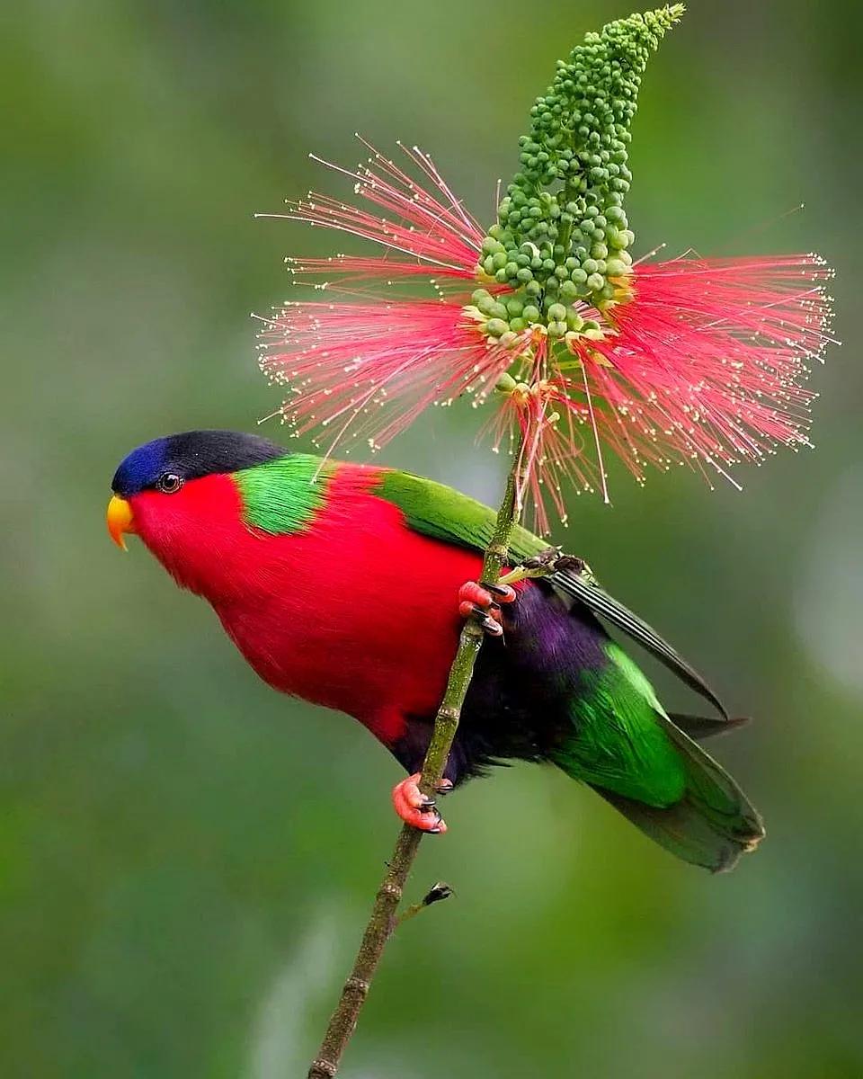 大洋洲国鸟,大洋洲国鸟图片