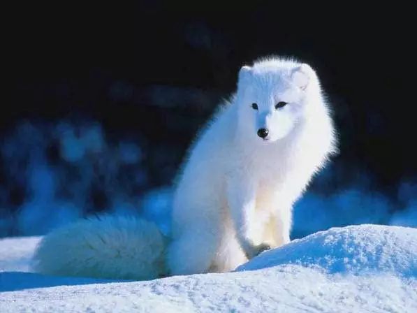 45只名犬排行,45种名犬您都认识吗