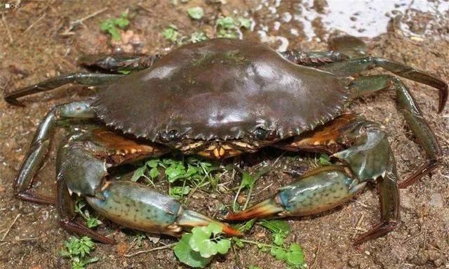 螃蟹的养殖方法和注意事项有哪些,螃蟹好养活排行榜
