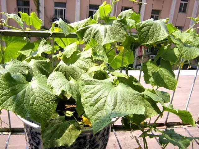 阳台可以种黄瓜吗,阳台种黄瓜施什么肥长得最好