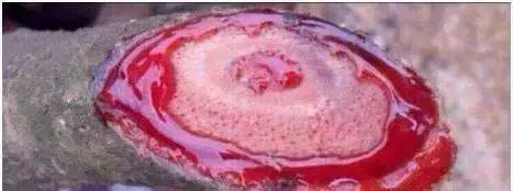 鸡血藤手镯是什么东西制作的,鸡血藤手镯用的是根部还是枝干