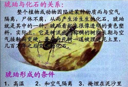 史无前例!一滴松脂让2只“交配”的苍蝇,4100万年后成围观对象