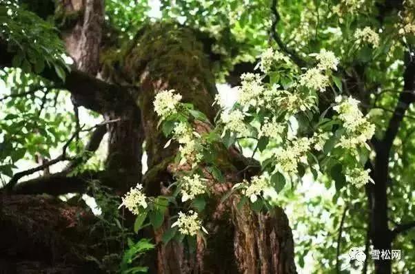 世界珍稀植物红豆杉,红豆杉等珍稀植物自然资源