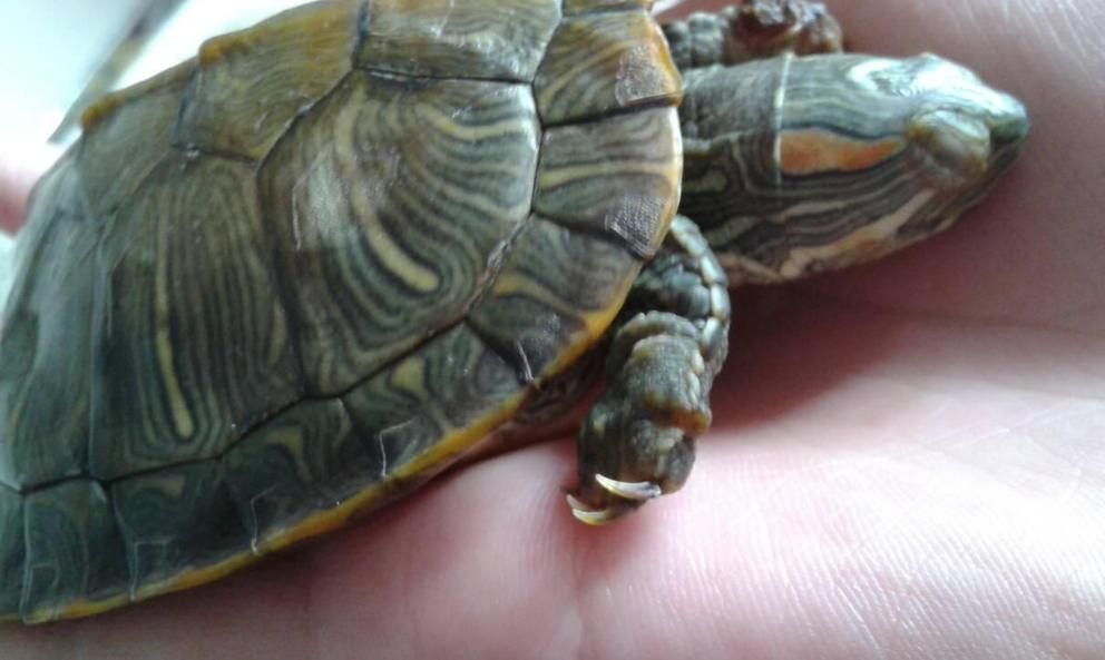 巴西龟泛滥成灾是真的吗,巴西龟是泛滥物种为什么不吃掉它