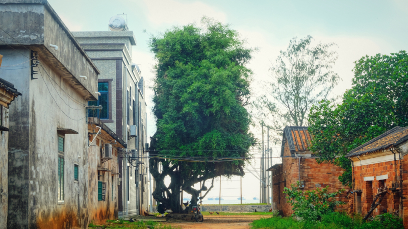 广东湛江旅游攻略赶海,湛江海边旅游攻略推荐地方