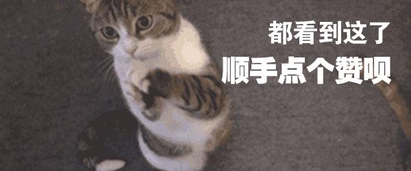 想养豹猫但咬人怎么办,想养孟加拉豹猫