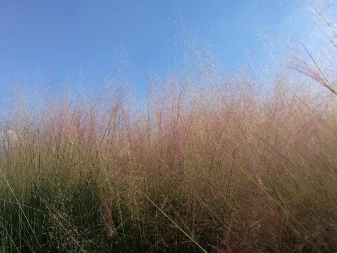 金的功用,金的功能主治