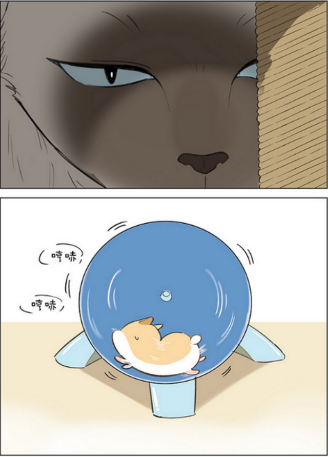 仓鼠的跑步速度有多快,小仓鼠跑步有多快