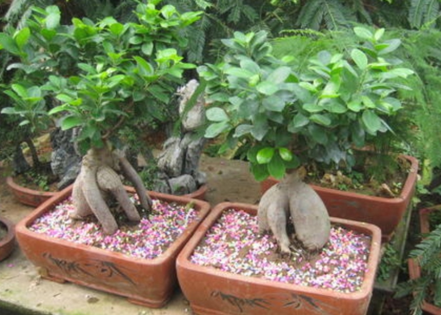 榕树盆景怎么养长得好呢,养榕树怎样修剪枝