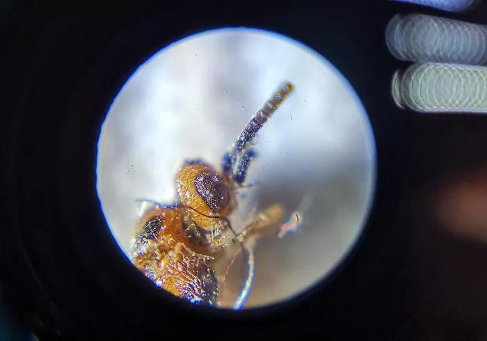 巴掌大的儿童显微镜，竟是NASA空间站望远镜的“弟弟”？