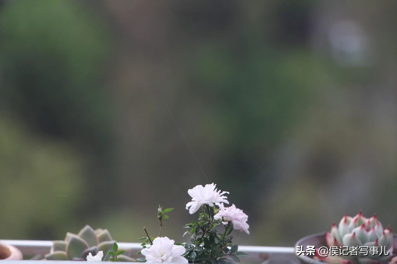 春风和,春风和duke