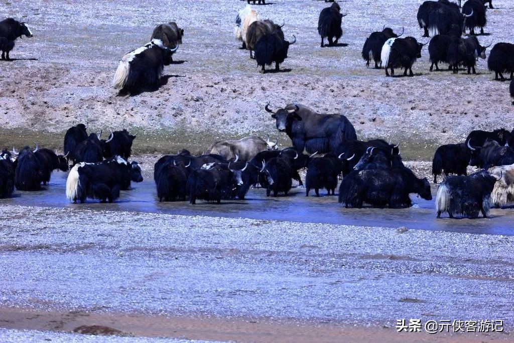 我竟然在*藏西**的冬天，竞遇到了如此多的仙境