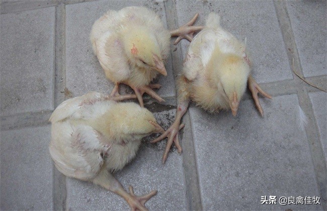 你养的鸡为啥老生病,小鸡养着养着就站不稳了
