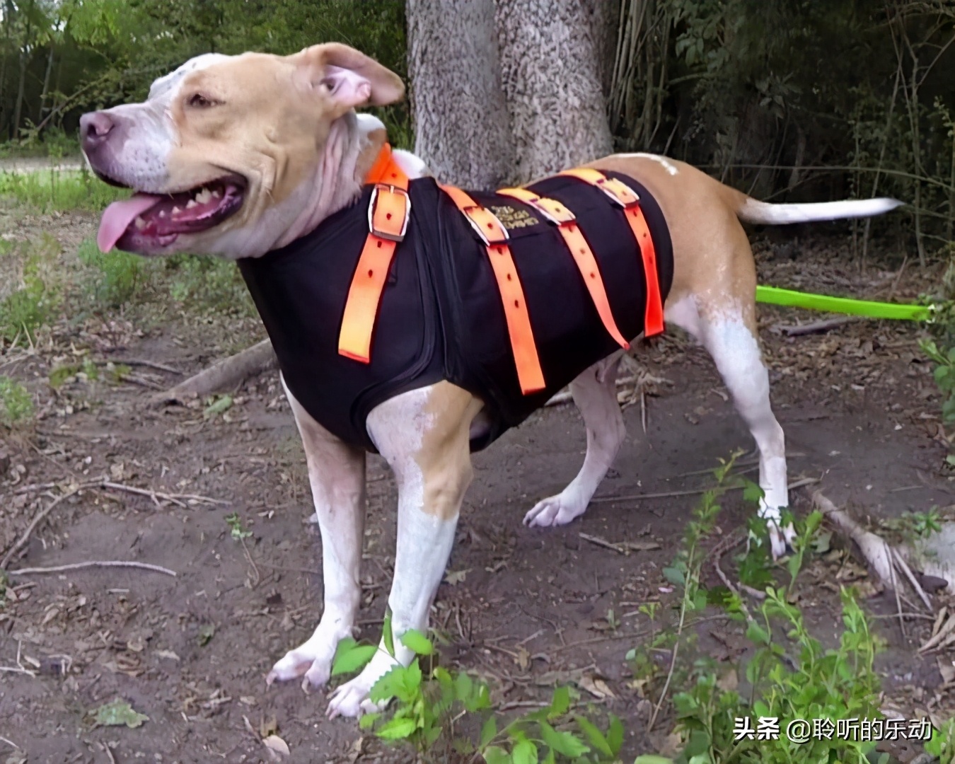 十大可爱的宠物狗,最潮的狗狗穿衣搭配
