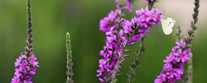 薰衣草采集攻略分享,薰衣草如何收种子